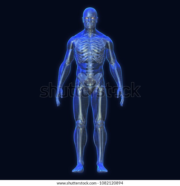 visual body 3d program anatomy muscles