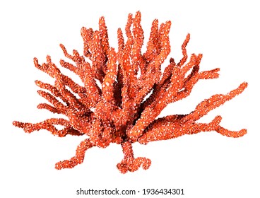 3D rendering of a coral, a  marine invertebrate isolated on white background