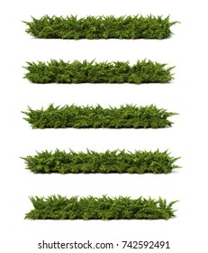 3d Rendering Creeping Juniper Stock Illustration 742592491 | Shutterstock