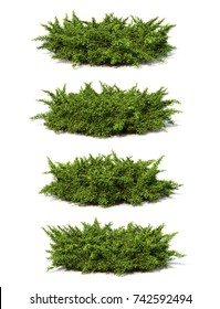 3d Rendering Creeping Juniper Stock Illustration 742592494 | Shutterstock