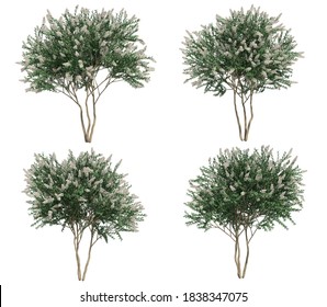 3d rendering of Crepe myrtle tree with work path