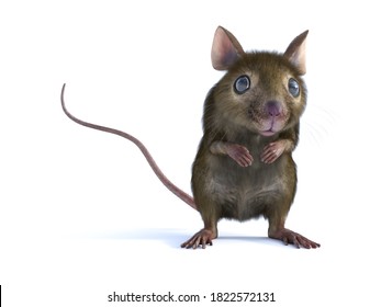 3D rendering of a cute mouse standing up on two legs and looking. White background.
