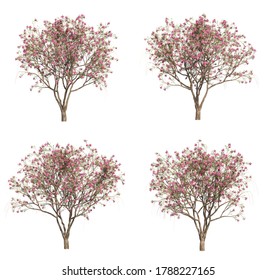 	
3d Rendering Of Desert Willow Tree