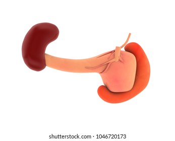 3d rendering Digital illustration of pancreas and spleen