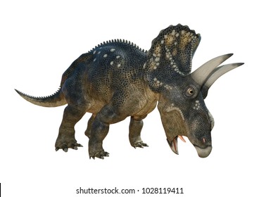 Ceratosaurus Dinosaur Roaring Isolated White Background Stock ...