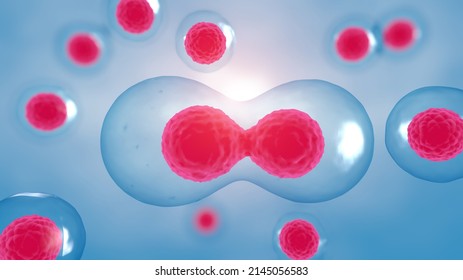 3D Rendering ，Cell Division Process