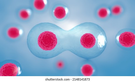 3D Rendering ，Cell Division Process