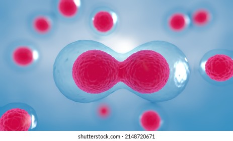 3D Rendering ，Cell Division Process