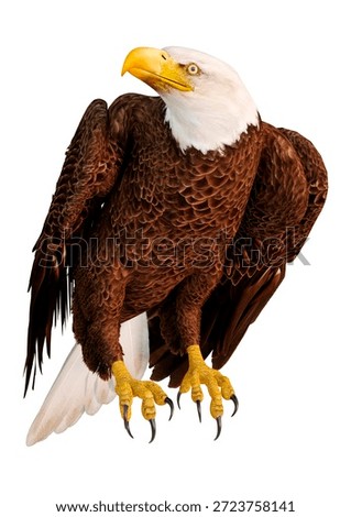 3D Rendering Eagle Bird on White	