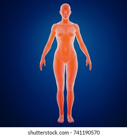 3d Rendering Of A Female Body