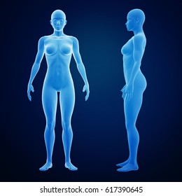 3d rendering of a female body from side and front