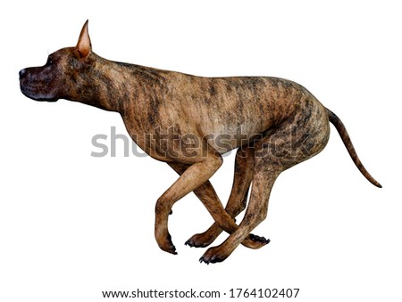 3D rendering of a female brindle Great Dane dog isolated on white background