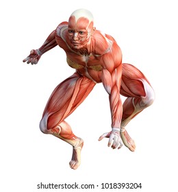 3d Rendering Female Figure Muscle Maps Stock Illustration 1018393204 ...