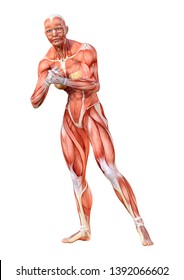 3d Rendering Female Figure Muscle Maps Stock Illustration 1469039291