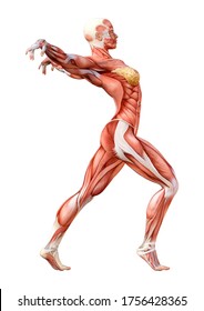 3d Rendering Female Figure Muscle Maps Stock Illustration 1756428365 ...