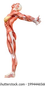 3d Rendering Female Figure Muscle Maps Stock Illustration 1994446568 ...