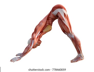 Female Anatomy Muscle Images, Stock Photos & Vectors | Shutterstock