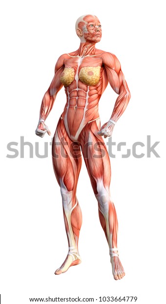 3d Muscle Female