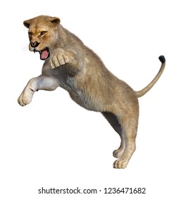 3D Rendering Of A Female Lion Hunting Isolated On White Background