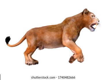 3D Rendering Of A Female Lion Jumping Isolated On White Background