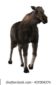 3D rendering of a female moose walking isolated on white background