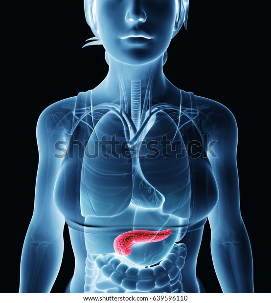 3d Rendering Female Pancreas Anatomy Stock Illustration 639596110 ...