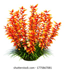 Butterfly Weed Images Stock Photos Vectors Shutterstock