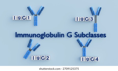 3D rendering of the four human IgG subclasses (IgG1, IgG2, IgG3, IgG4). Their distinct structures lead to varying immune response functions.