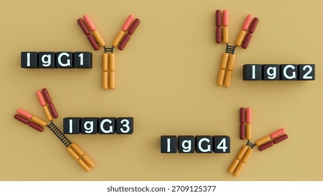 3D rendering of the four human IgG subclasses (IgG1, IgG2, IgG3, IgG4). Their distinct structures lead to varying immune response functions.