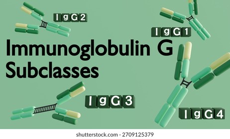 3D rendering of the four human IgG subclasses (IgG1, IgG2, IgG3, IgG4). Their distinct structures lead to varying immune response functions.