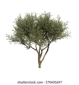 3d rendering of Fruitless Olive tree