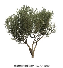 3d rendering of Fruitless Olive tree