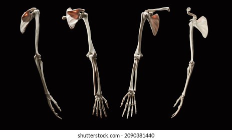 3d Rendering Full Upper Extremity Skeletal Anatomy