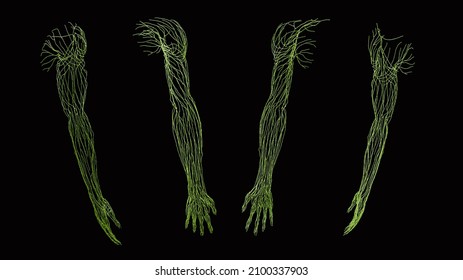 3d Rendering Full Upper Extremity Arm Lymphatic Vessel Circulation, Multiple Views On Black Background