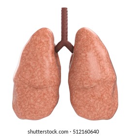 3d Rendering Good Lungs Isolated On White