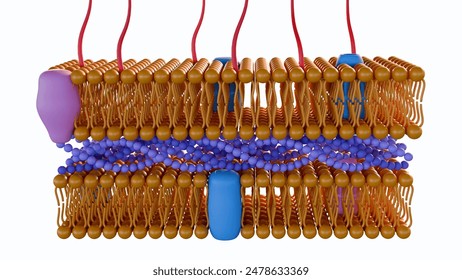 3d rendering of Gram-negative bacteria, have a thin peptidoglycan cell wall, which is surrounded by an outer membrane containing lipopolysaccharide