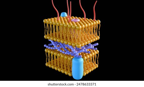 3d rendering of Gram-negative bacteria, have a thin peptidoglycan cell wall, which is surrounded by an outer membrane containing lipopolysaccharide
