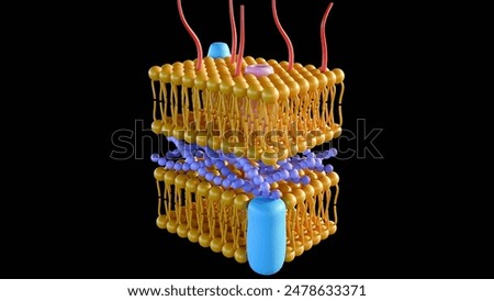 3d rendering of Gram-negative bacteria, have a thin peptidoglycan cell wall, which is surrounded by an outer membrane containing lipopolysaccharide