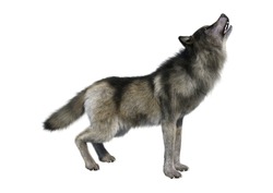 3D Rendering Of A Gray Wolf Isolated On White Background