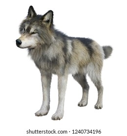 3d Rendering Gray Wolf Isolated On Stock Illustration 1240734196