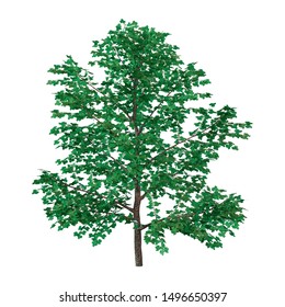 3D Rendering Of A Green Sweet Birch Tree Or Betula Lenta Isolated On White Background