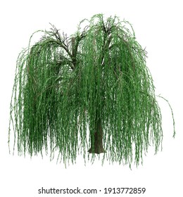 3D rendering of a green weeping willow or Salix babylonica isolated on white background