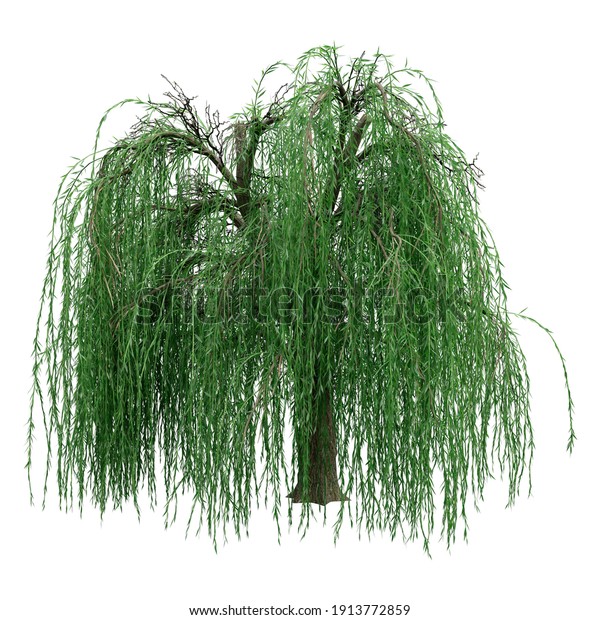 3d Rendering Green Weeping Willow Salix Stock Illustration 1913772859 ...