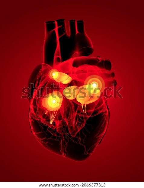 3D rendering Heart\
valve - side view
