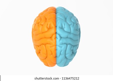 3D rendering hemispheres brain from top view right and left separate color illustration isolated on white with clipping path for die cut to use in any background