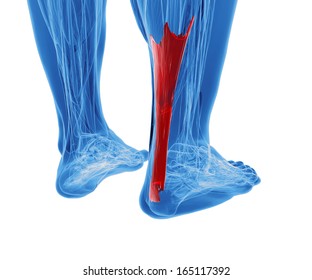3d rendering of human achilles tendon