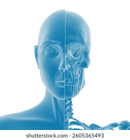 3d rendering - Human anatomy comparison: exterior and skeletal view