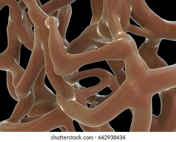 3d Rendering - Human Bone Tissue