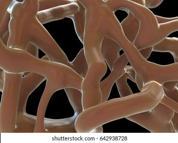 3d Rendering - Human Bone Tissue