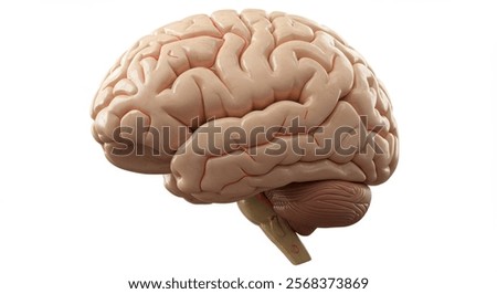 3D rendering of a human brain with highlighted arteries on a white background